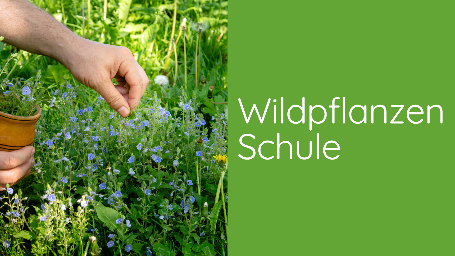 Wildpflanzenschule